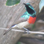 sunbird small