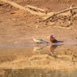 Violet-eared Waxbill small