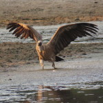 Whitebacked vulture small