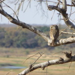 pearl spotted owlet small