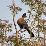 purple turaco small