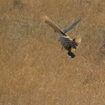 sparrowhawk small