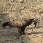 tawny eagle small