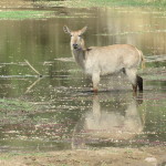 waterbuck small