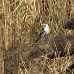 white crested Helmet Shrike small