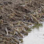 african quail finch small