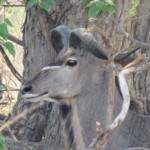 atypical kudu small