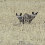 bat earred fox small