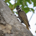 bearded woodpecker small