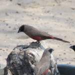 blackfaced waxbill small