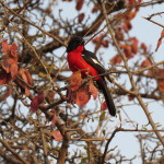 crimsonb shrike small