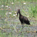 glossy ibis small