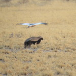 goshawk follower snalll