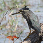 green heron small