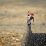 guinea fowl small