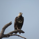 immature fish eagle small