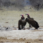 lappet faced vulture small