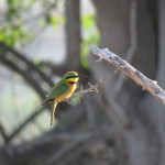 little beeeater small