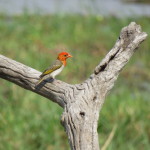 orange headed weaver small