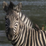 zebra small