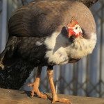 domestic g fowl small