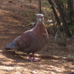 speckled pigeon small