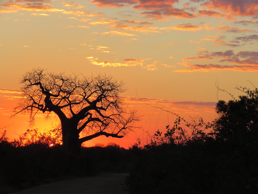 The Paradox of Zimbabwe