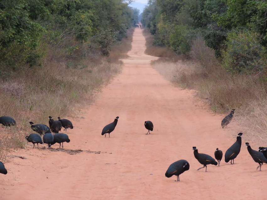 Mana Pools National Park, Zimbabwe