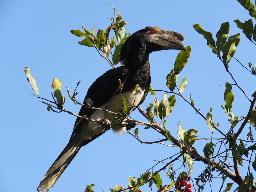 Why So Many Bird Photos?