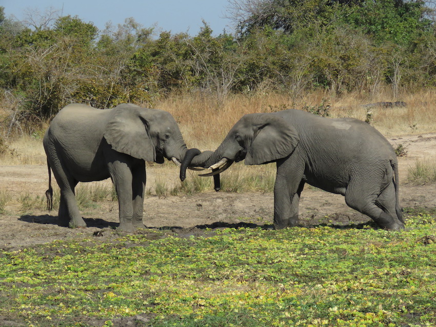 South Luangwa National Park