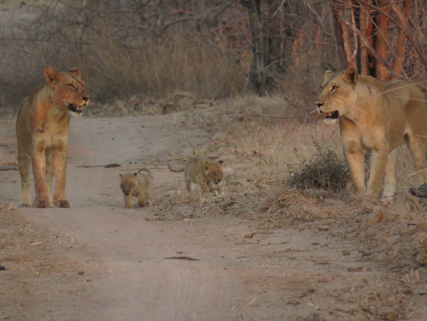 Buffalo Camp, North Luangwa National Park