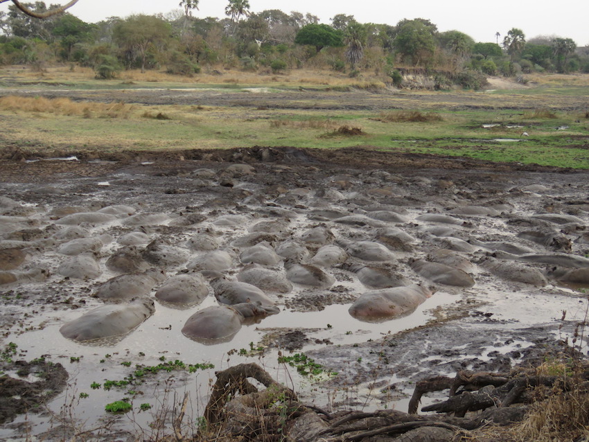 Katavi National Park