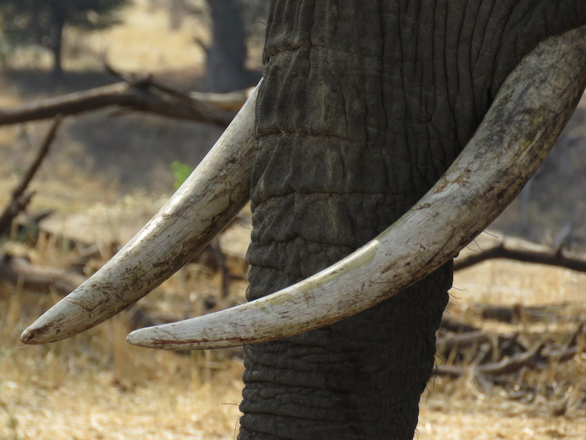 Ruaha National Park