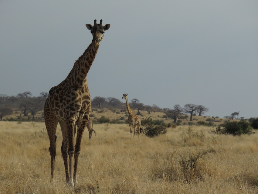 In Tanzania