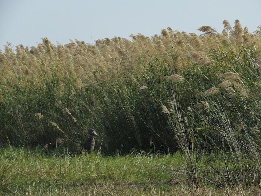 The Shoebill Stork