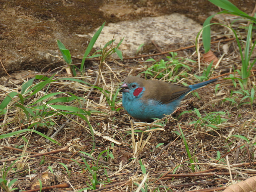 The Red-Cheeked Cordon Bleu Waxbill