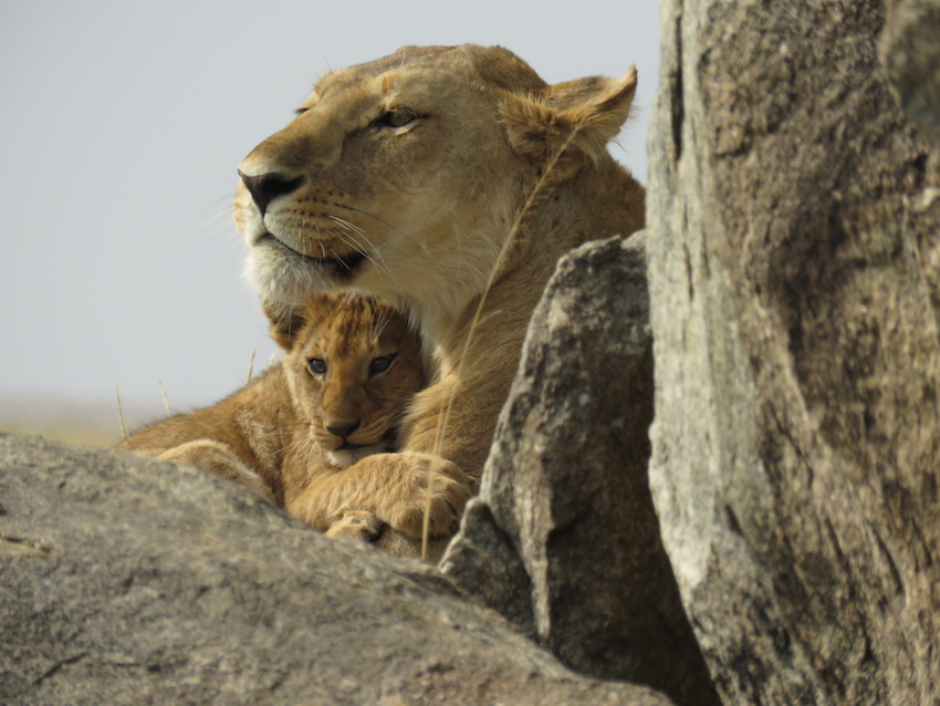 The Incomparable Serengeti