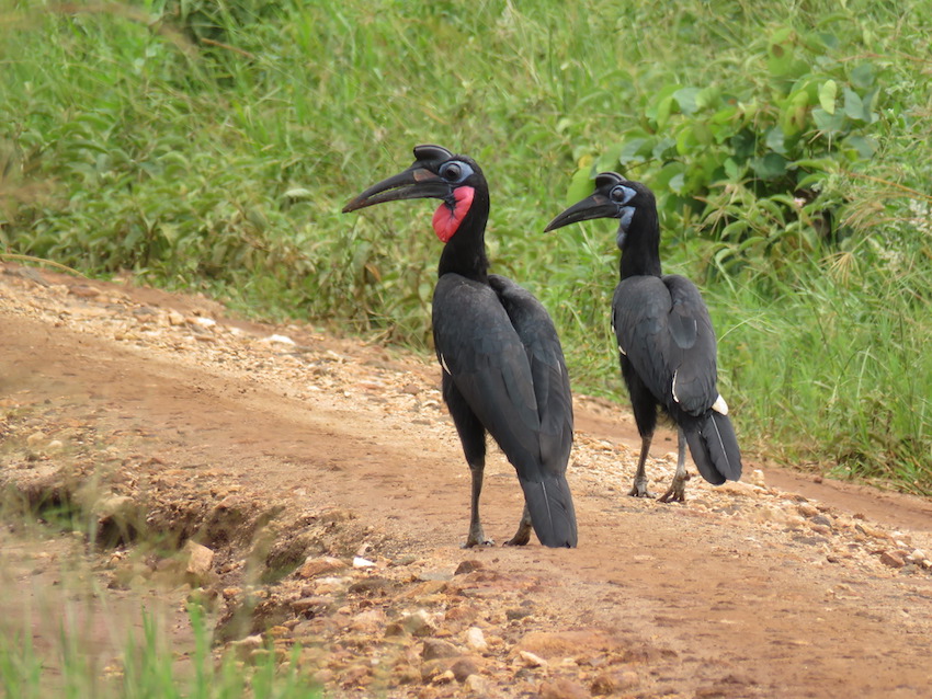 Kidepo and The Lord’s Resistance Army