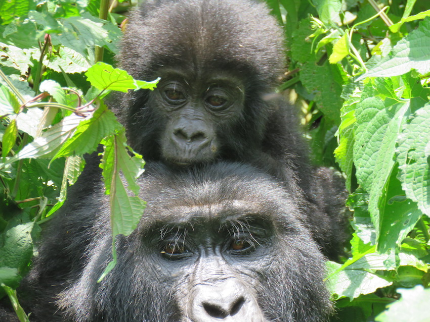 Gorillas in the Sunshine