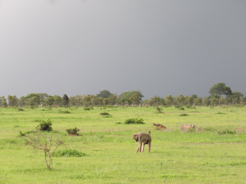 The Rainy Season