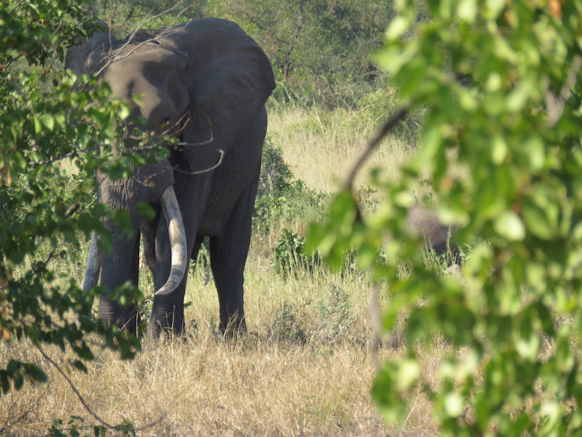 Tuskers