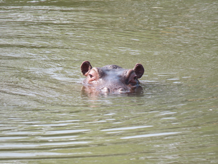 Home at the Hippo