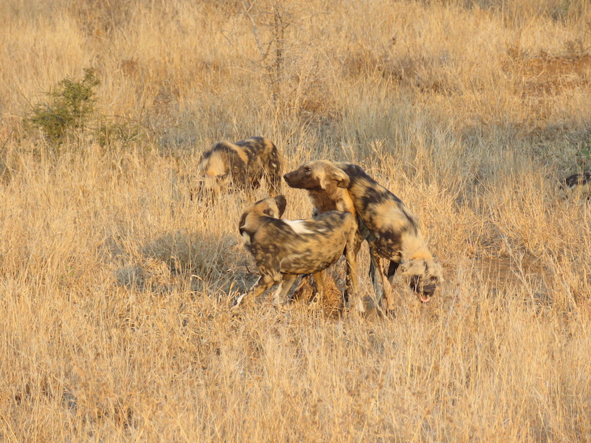 Wild Dogs