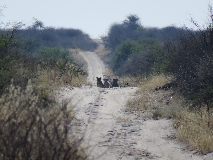 Car Trouble in Lion Country