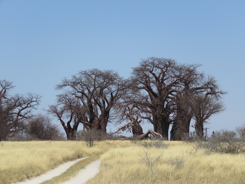 Baines Baobab and Maun